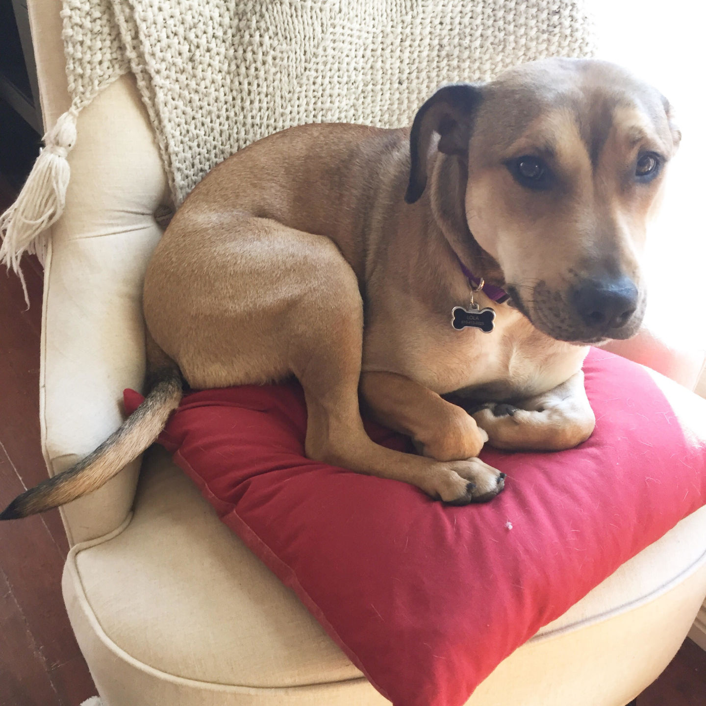 lola.jpg